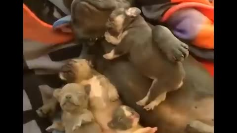 Perritos hermosos