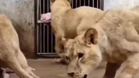 Hungry Lion Videos