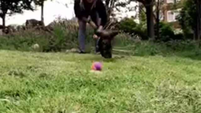 Collab copyright protection - black dog purple ball runs into cam