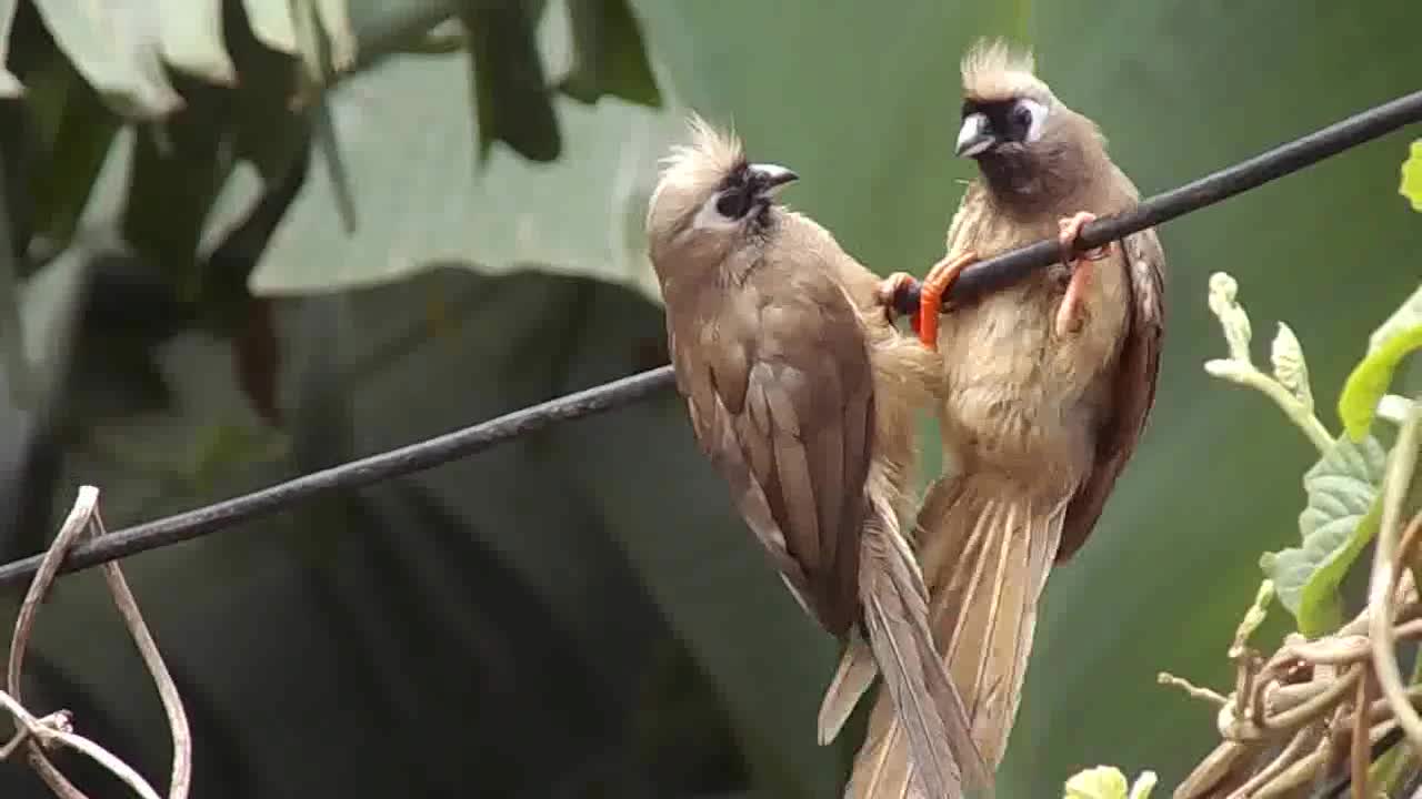 beautiful birds singing (9)