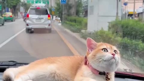 cute made my day watching 😍😍😍❤️ | travel cat | cat universe | cat lovers