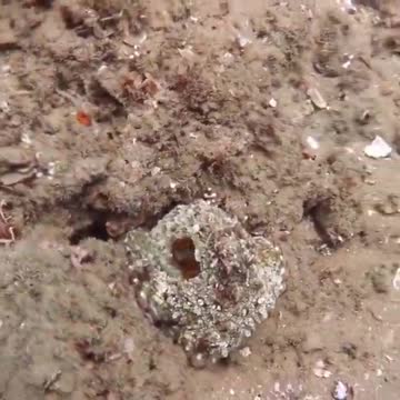 Octopus amazingly changes the color of its entire body
