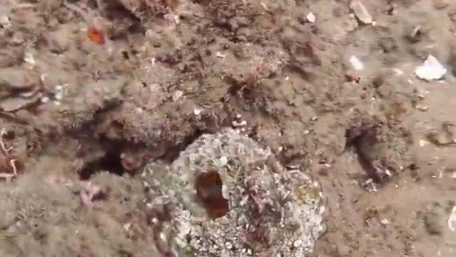 Octopus amazingly changes the color of its entire body