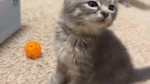Cat funny videos