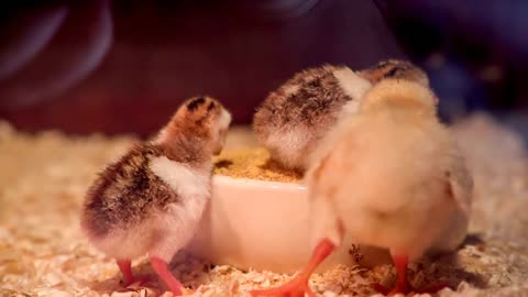 Adorable chicks first nature experience!