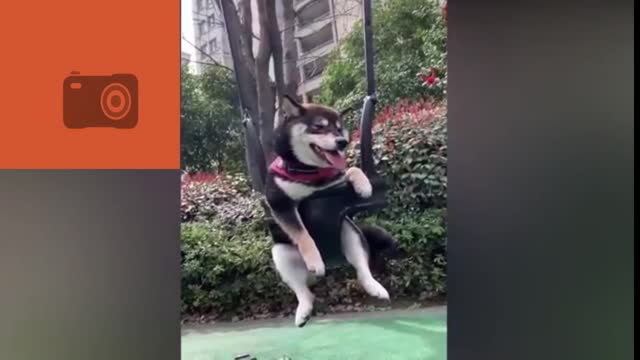 Husky on a swing