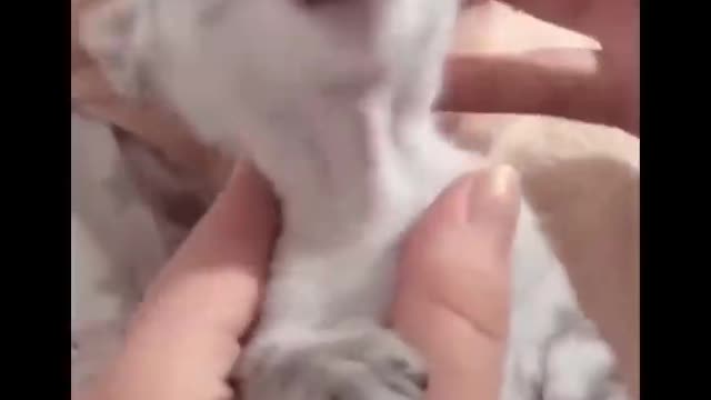 Cats funny videos compilation - 002