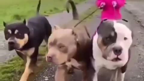 funny animals #05
