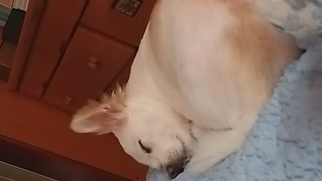 Sleepy dog dreamland