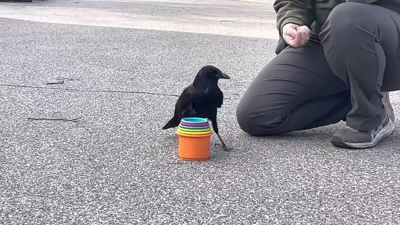 Crow stacking some cups,BIRDS,WISE,