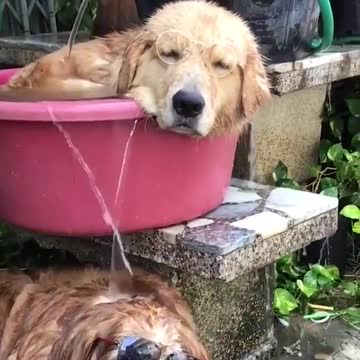 Golden retriever waterfall 😍