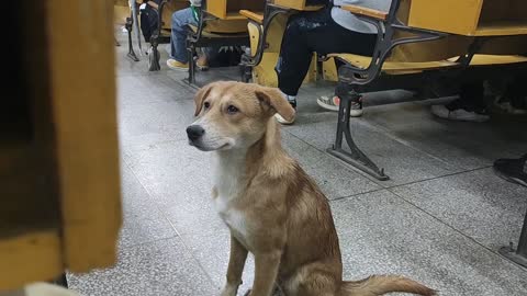 During the class, a dog suddenly came in