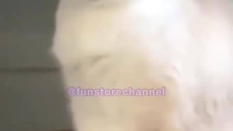 Funny animals will make you laugh