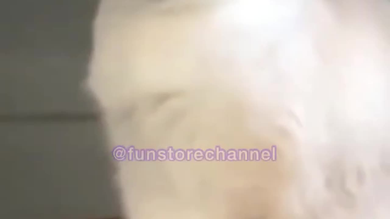 Funny animals will make you laugh