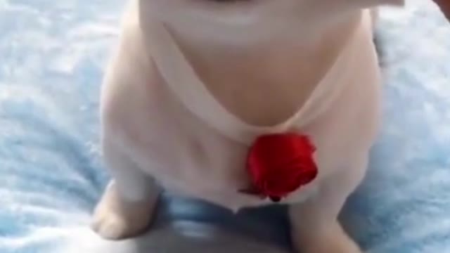 Rule following funny video