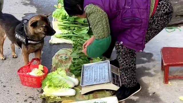 The talented dog shopping