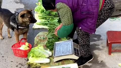 The talented dog shopping