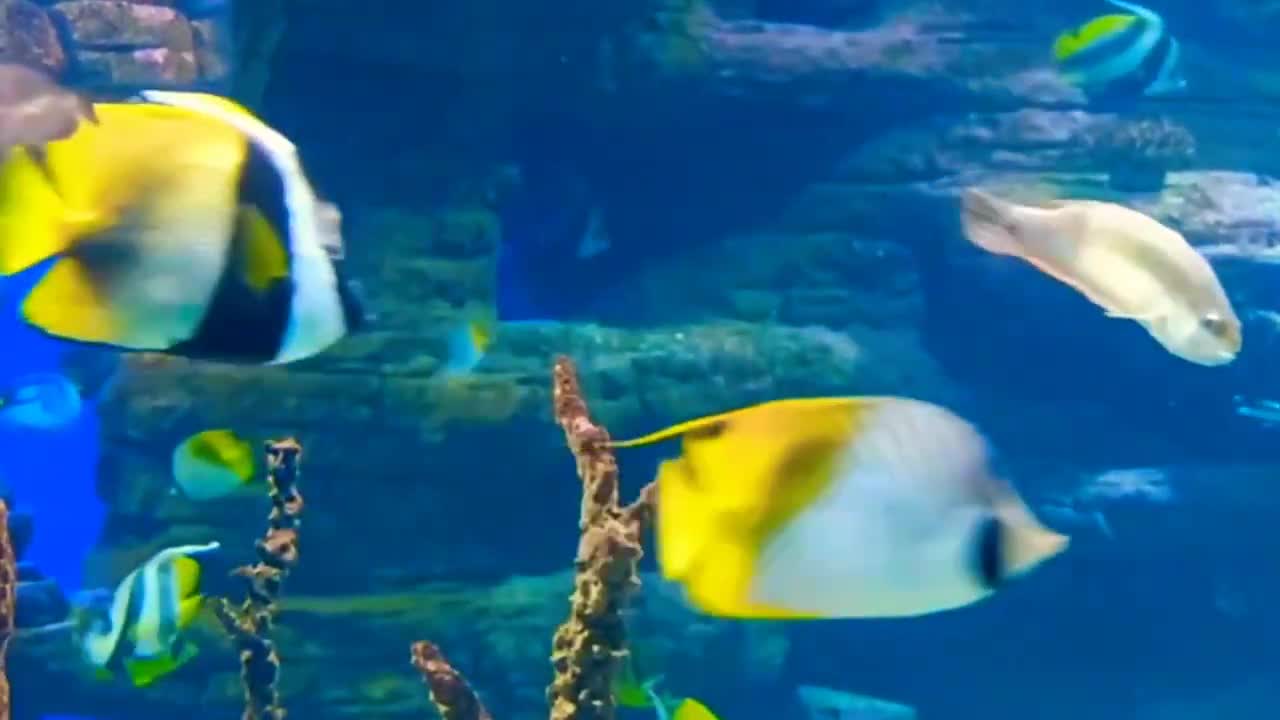 The Underwater World of the Ocean! This Video Is Very Relaxing and Calming!