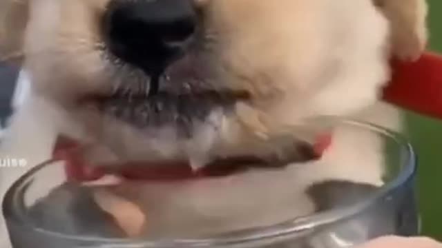 Dog drinking water