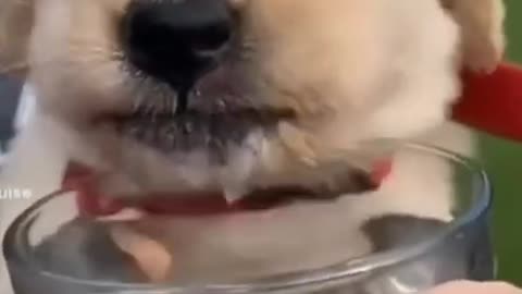 Dog drinking water