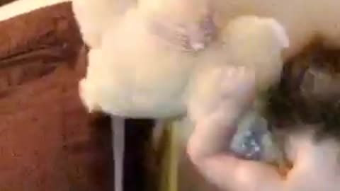 Little girl in diaper falls forward when throwing stuffed animal