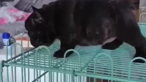 A little black dog