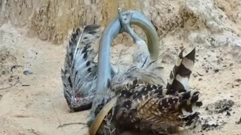 Amazing animal,snake the predator