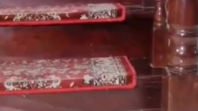 Funny Dogs Fails and bloopers