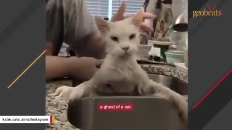Breeder cat gave up on life. So I adopted her.