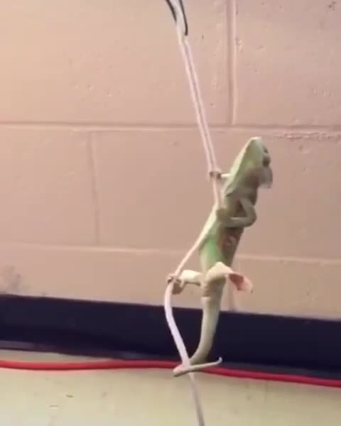 Chameleon comes in like a wrecking ball