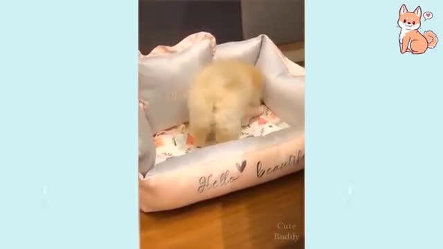 cute puppies kittens with funny cute baby -pets garden- Adorable