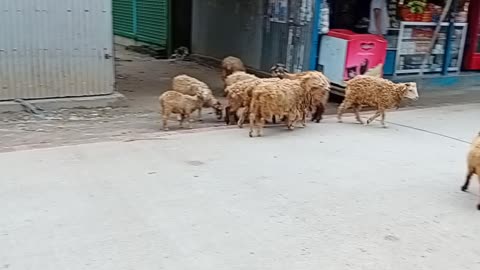 Flock of Sheep