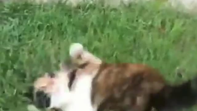 try watching this cute cat vs mouse cute