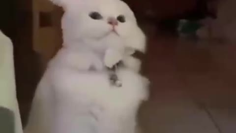 Cute rabbit cat