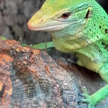 sabzi the green tree monitor