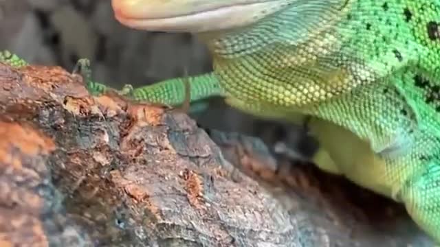 sabzi the green tree monitor