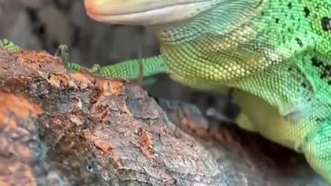 sabzi the green tree monitor