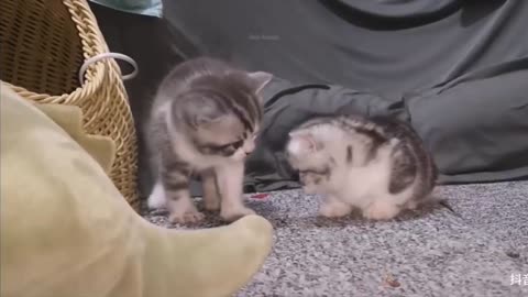 Funny cat videos Best moments of cat. CAThud