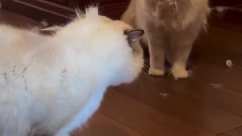 Cat fighting