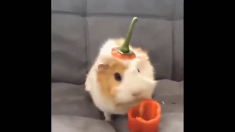 The hamster got ready for halwin