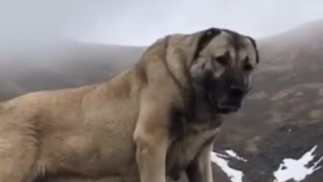 Big dog of the World