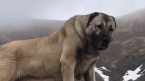 Big dog of the World