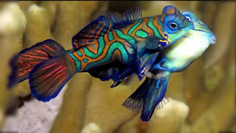 Beautiful sea fishes# Awesome fishes#