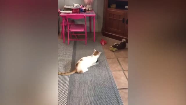 cat being funny 08