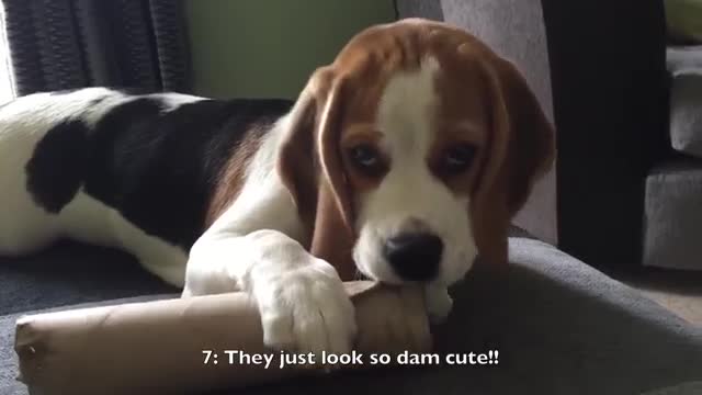 Amm 7 Reasons to get a beagle, the worlds coolest dog