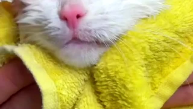 Cat Video Funny