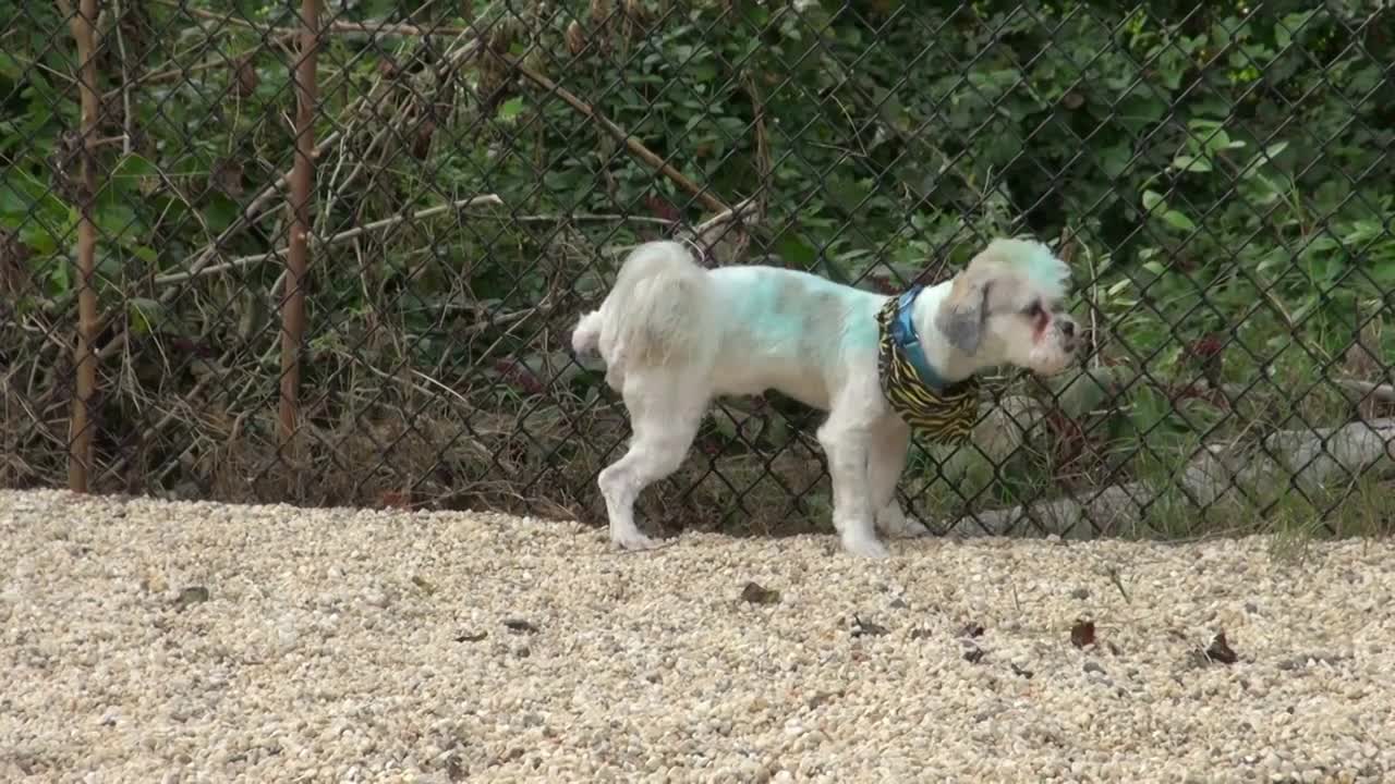 Dog Peeing On Fence