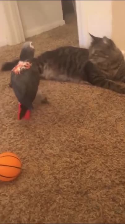 Parrot & Cat friendship (must watch video)
