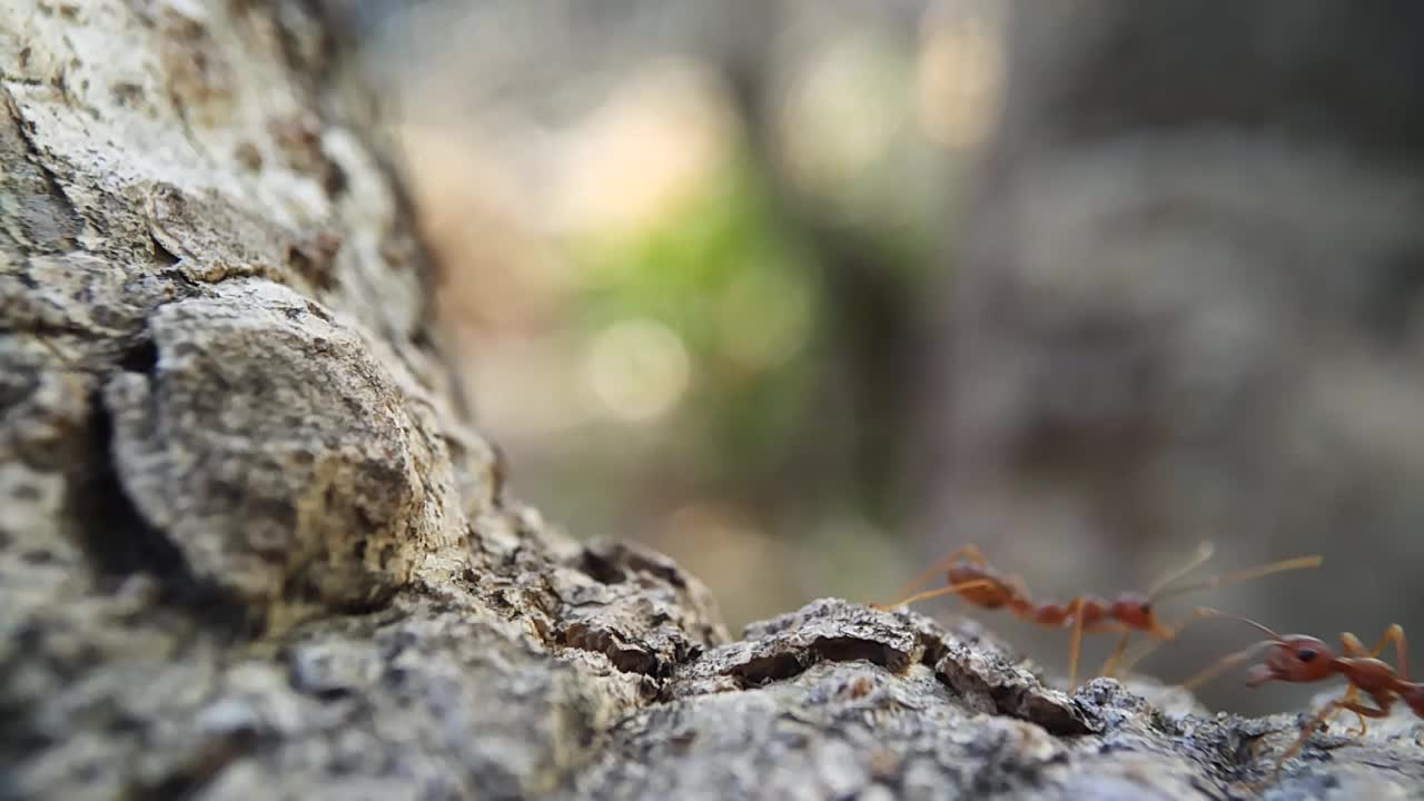 AMAZING NATURE VIDEO // MACRO VIDEO