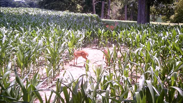 Fred Zepplin 2021, 7/9/21 More Deer Fawns And A Young Buck.